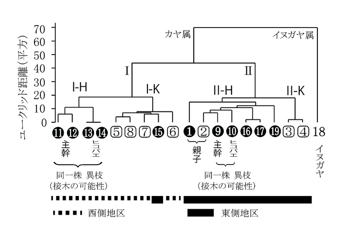 図2　ウォード法による19サンプルのカヤに関するデンドログラム ○数字はヒダリマキガヤを、□数字はその他のカヤを示す。