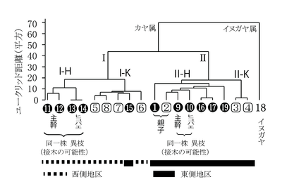 図2 ウォード法による19サンプルのカヤに関するデンドログラム ○数字はヒダリマキガヤを、□数字はその他のカヤを示す。