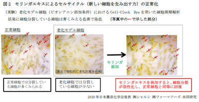 図2 モリンガエキスによるセルサイクル(新しい細胞を生み出す力)の正常化