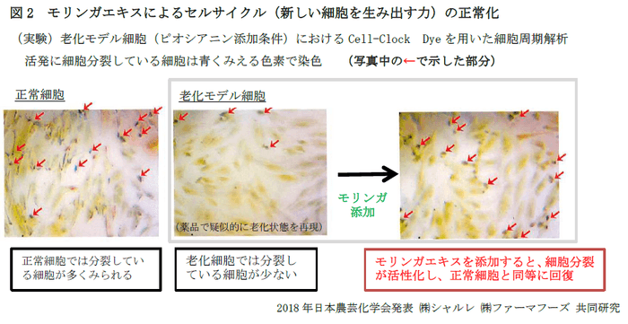 図2　モリンガエキスによるセルサイクル(新しい細胞を生み出す力)の正常化