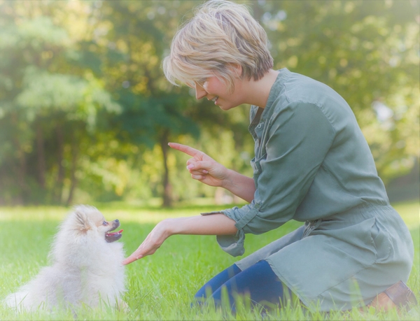 マウンティングは、愛犬を飼っている家族全員で取り組む必要があります。その具体的な方法としては以下の通りです。