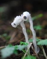 ギンリョウソウ(ツツジ科)