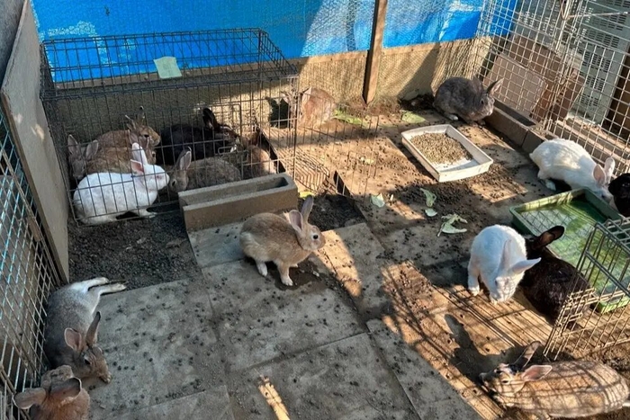 学校での飼育の様子