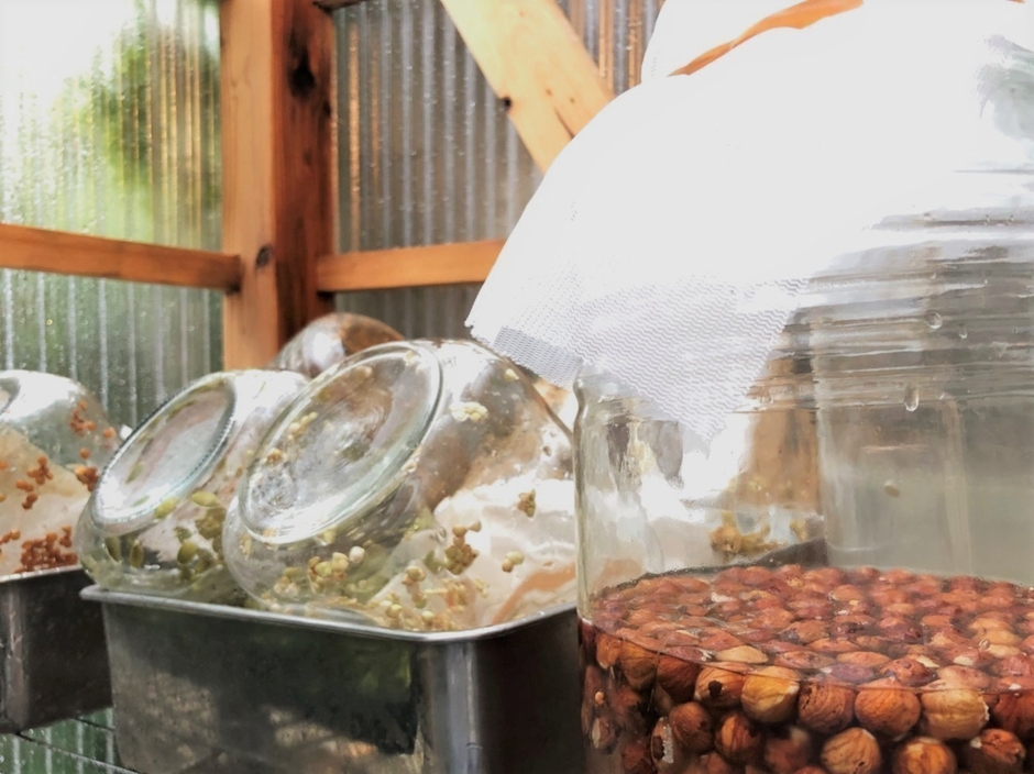 グリーンハウス内：発芽中