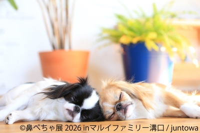 展示作品:juntowa
