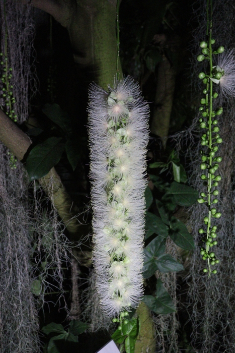 夜咲きの植物（令和４年撮影）