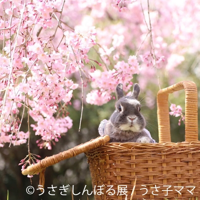 展示作品12