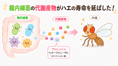 腸内細菌に由来するポリアミンによる宿主の寿命延長