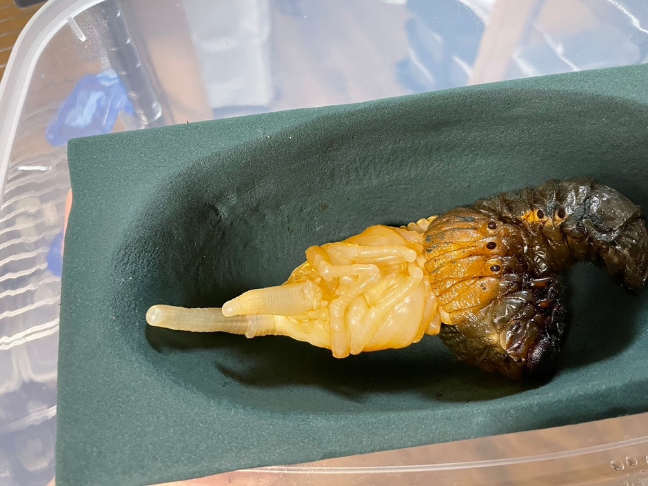 ヘラクレスオオカブト 幼虫から蛹化