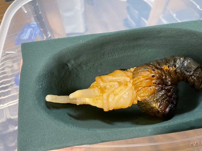 ヘラクレスオオカブト 幼虫から蛹化