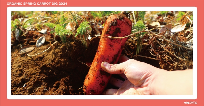 有機春にんじん収穫体験イベントイメージ画像④