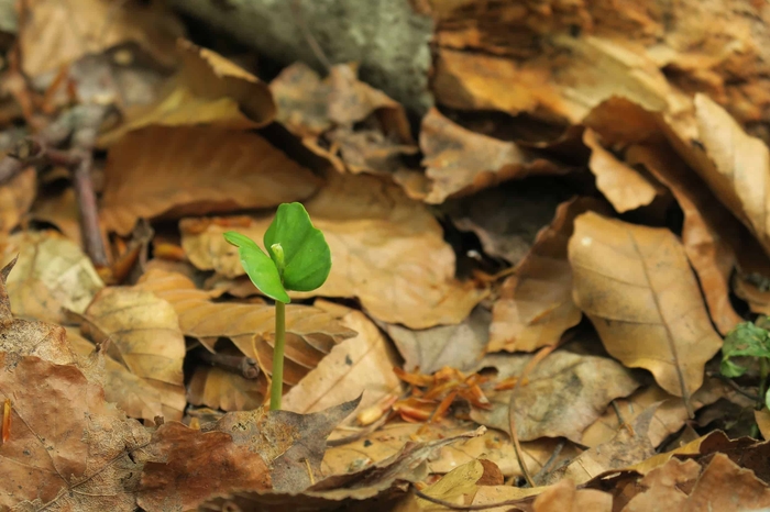 ブナの赤ちゃん