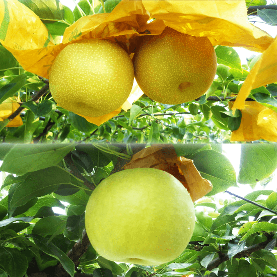 【送料無料】秋甘泉・夏そよかセット 2.5kg 秀品(贈答用) 3240円 ➡(クーポン利用で)2740円