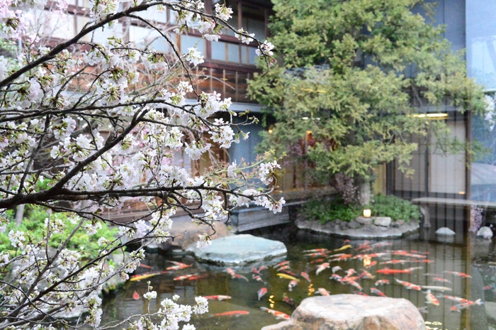 治作池 桜装飾イメージ