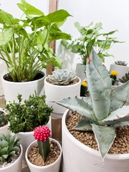こだわりの植物達が特徴の植物店 「Style-G」1月7日オープン　 ～Green Shop～