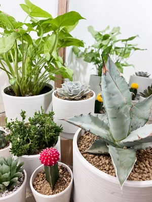 こだわりの植物達が特徴の植物店 「Style-G」1月7日オープン　 ～Green Shop～