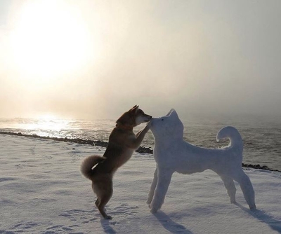 柴犬のん　冬の風景