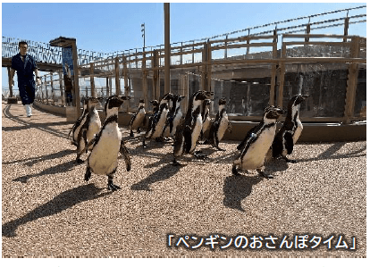 ペンギンのおさんぽタイム