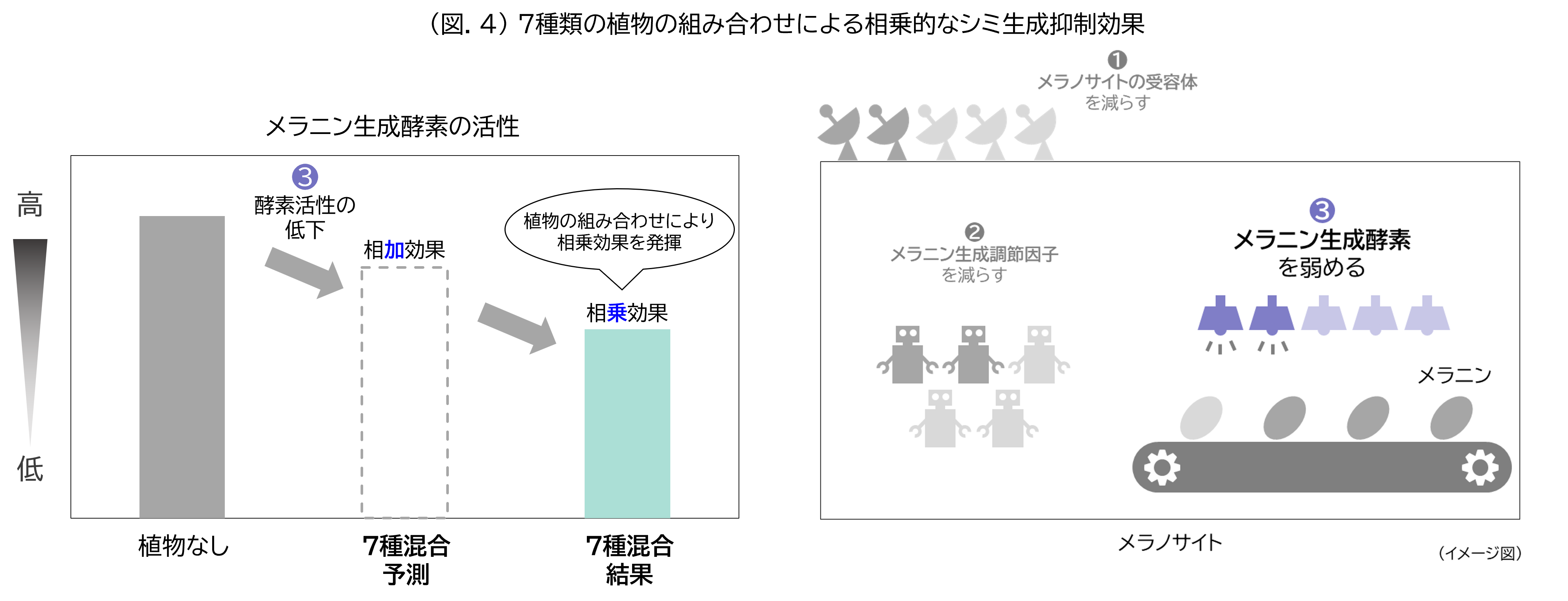 (図.4)7種類の植物の組み合わせによる相乗的なシミ生成抑制効果