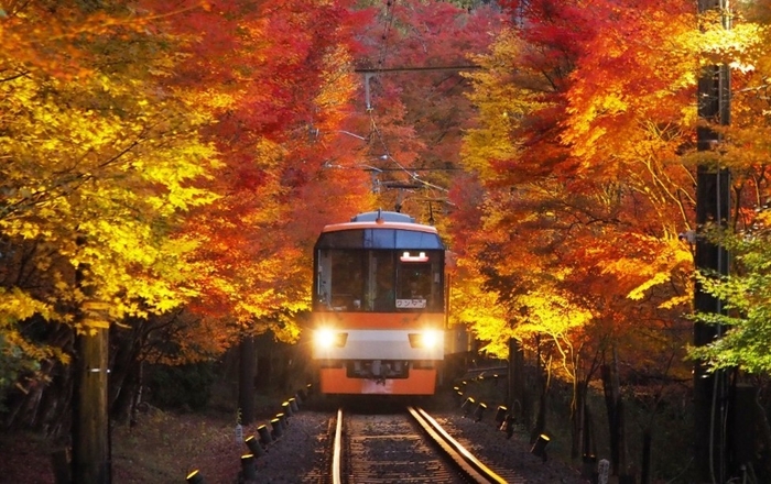 「もみじのトンネル」を走行する展望列車「きらら」