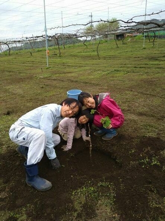 苗木の植え付け