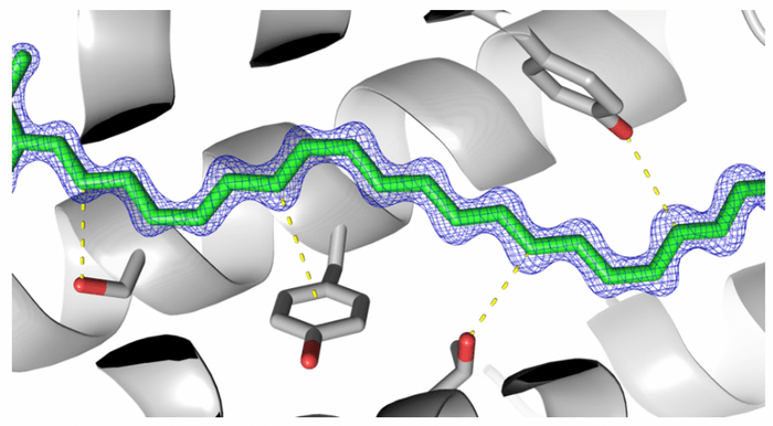 図3　色素タンパク質内の空間に向かってせり出したアミノ酸によって、2-dehydro-3-deoxylaetiporic acid Aはさまざまな向きから押しつけられ、タンパク質内部の空間での動きに制限を受ける