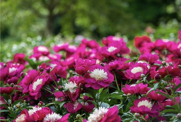 ビロードクイーン