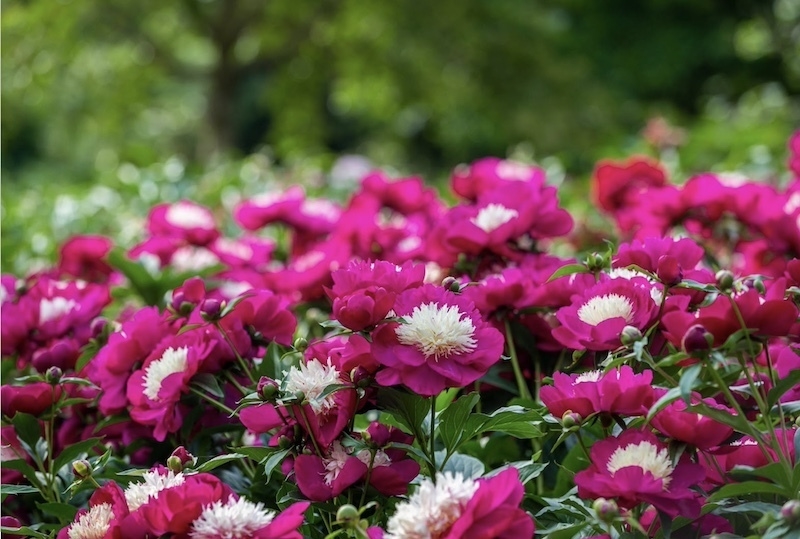 ビロードクイーン