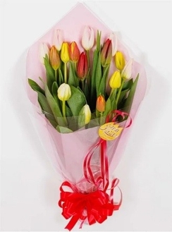 〇チューリップ切花（１５本）