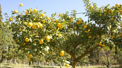 ゆず園の写真