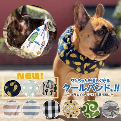クールバンド フレンチブルドッグ着用写真