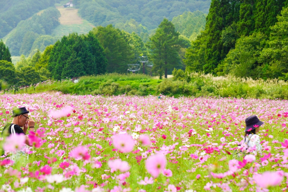 9月頃。一面のコスモスは圧巻です。