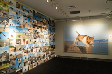 郵政博物館で開催中の「飛び猫写真展」が 2月4日(土)時点で来場者数5,000人を突破！