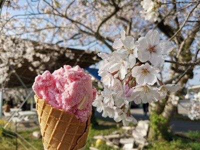 牧場の桜と桜ジェラート