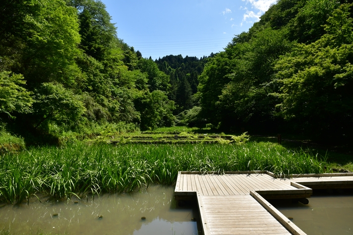 新緑の谷戸田にさわやかな風が吹き抜けています