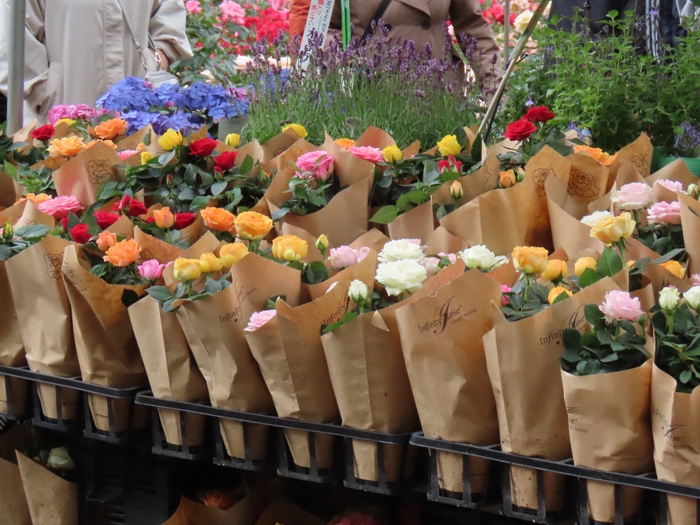 ボタニカルショップ(令和6年春撮影)