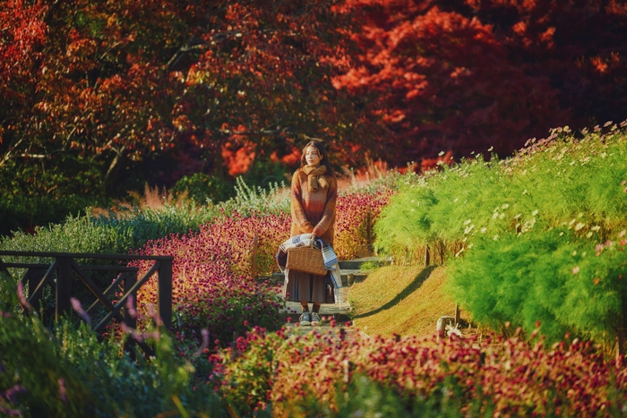 コスモス畑と紅葉