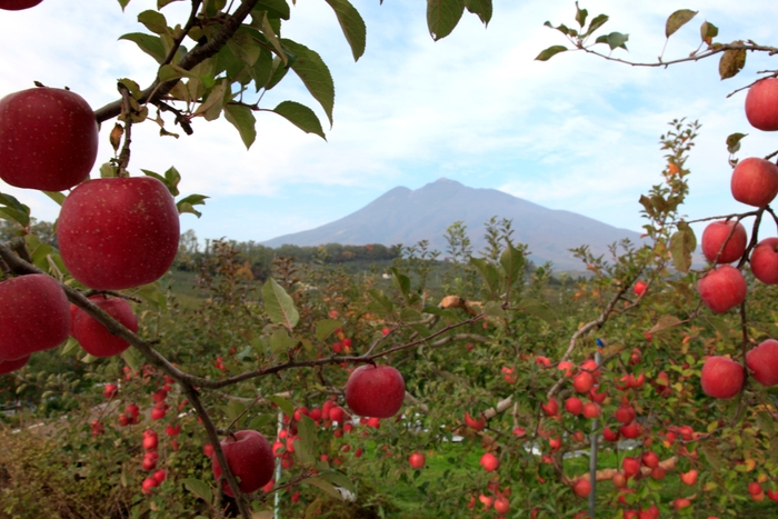 りんごと岩木山