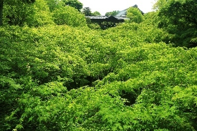 東福寺