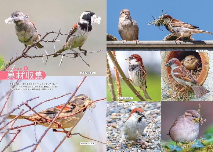 せかいのスズメしぐさ　巣材収集
