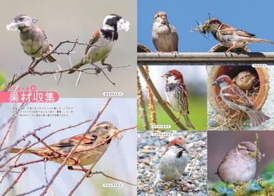 せかいのスズメしぐさ 巣材収集