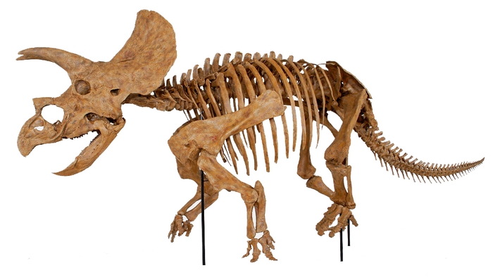 トリケラトプス・ホリダス(後期白亜紀)