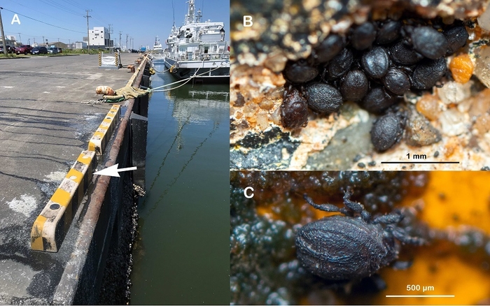 A. 銚子外港(矢印が採集地点) B, C. ツイッターに投稿されたチョウシハマベダニの画像(根本 崇正氏 撮影)