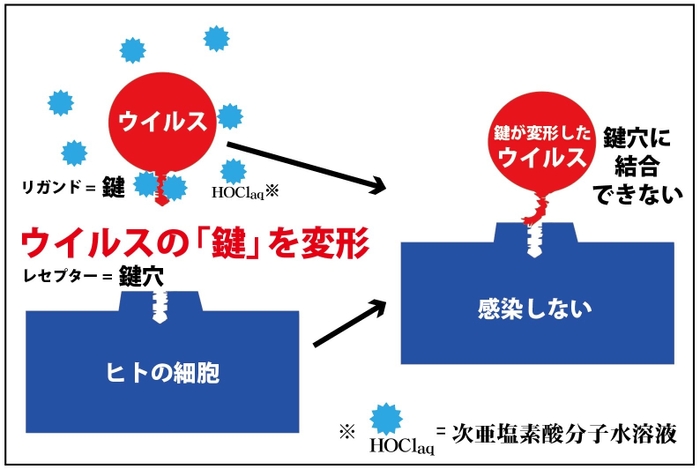 次亜塩素酸分子水溶液が効果を発揮するイメージ