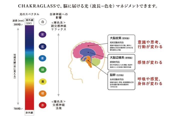 目は脳が表に出た一部