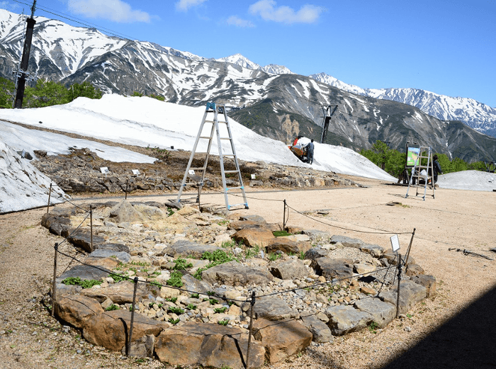 絶滅危惧種の栽培エリア　白馬五竜高山植物園