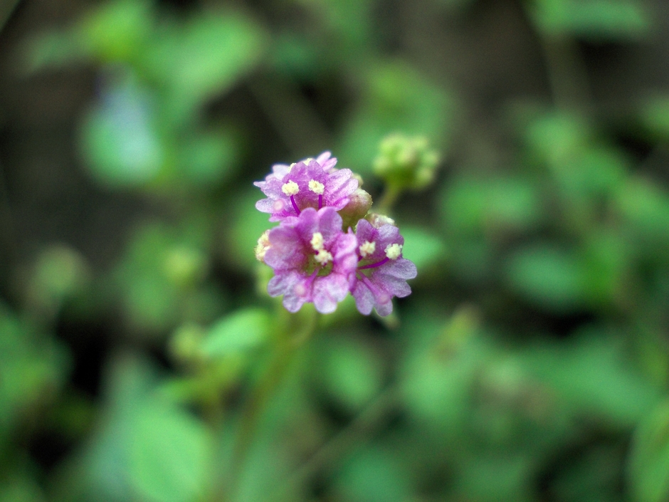 ナハカノコソウ根エキス