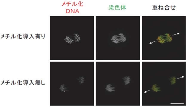 図2　受精卵の分裂期染色体におけるペリセントロメアへのDNAメチル化導入