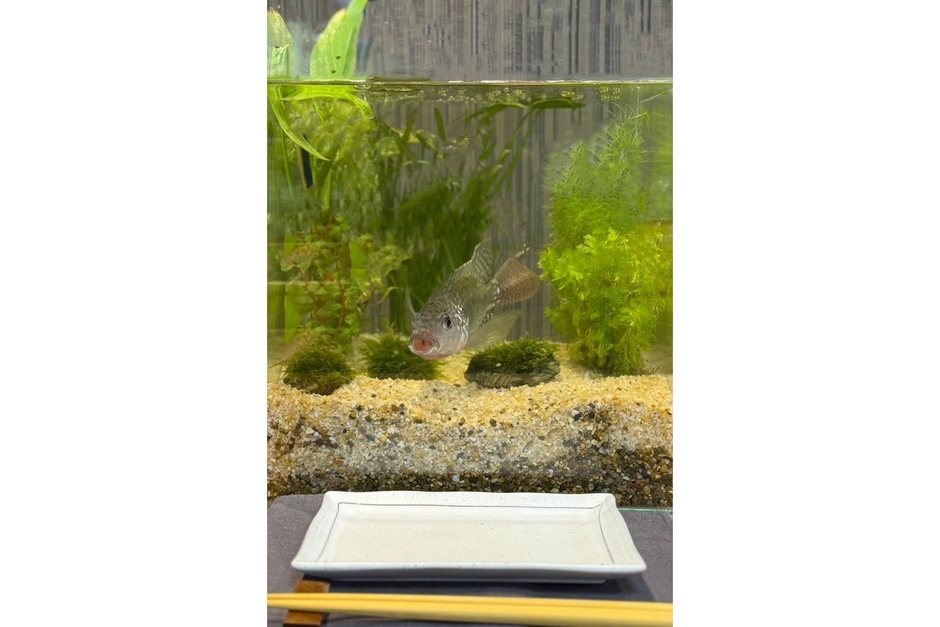 いただきます水槽
