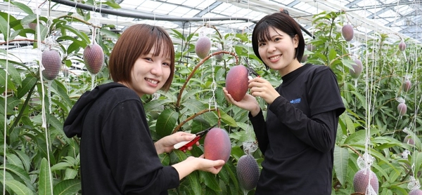 農学部生による近大マンゴー「愛紅」収穫の様子